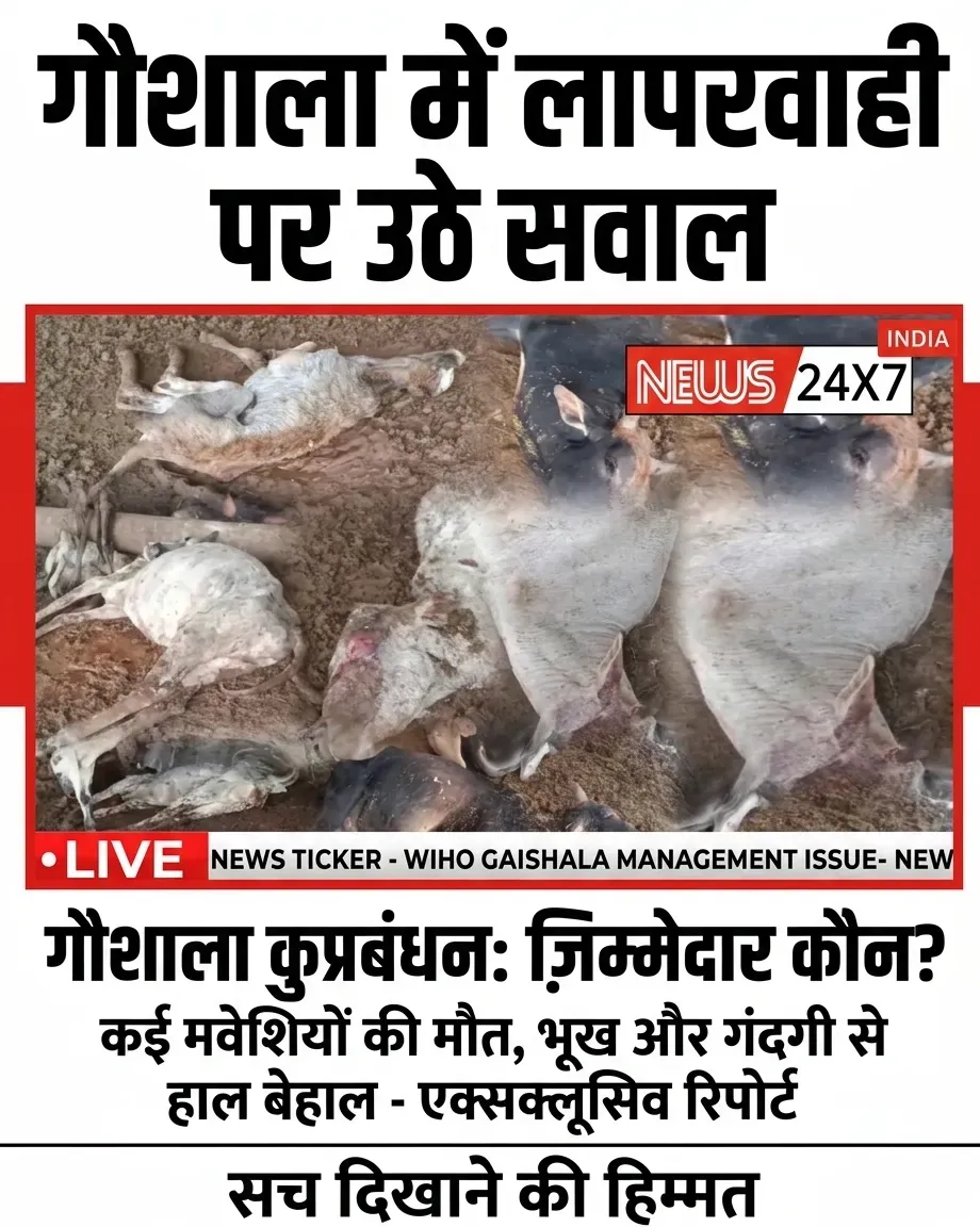 अमीरगंज गौशाला में दर्द से कराहती 'गौमाता': बेजुबानों की चीखों और बिछड़ी सांसों ने झकझोरा, प्रभारी संजय सोनी की भूमिका पर उठे सवाल